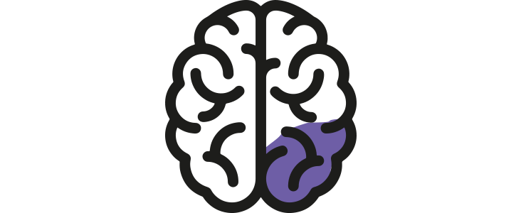 Cerebro zona inferior derecha